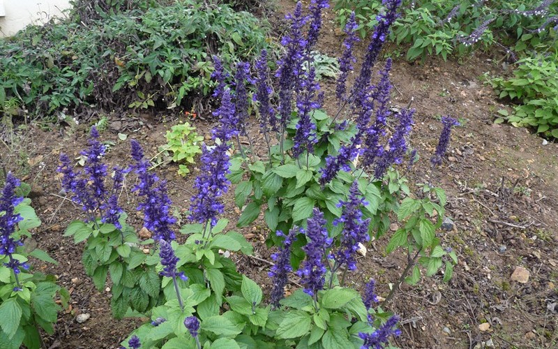 Salvia