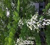 Picture about Tree Identity