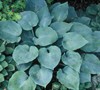 Fragrant Blue Hosta