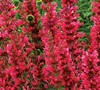 Agastache Red Fortune