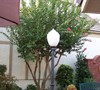 Picture about Reduce The Size Of An Overgrown Crape Myrtle