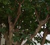 Picture about Reduce The Size Of An Overgrown Crape Myrtle