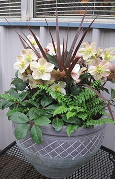 Container Garden with Helleborus