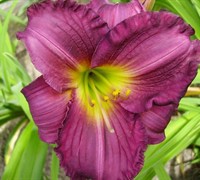 Purple De Oro Daylily Picture