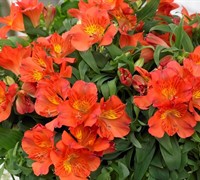 Amina Princess Lily Picture