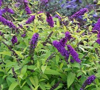 Buddleia Monarch ® 'Crown Jewels' Ppaf - Butterfly Bush Picture