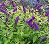 Buddleia Monarch ® 'Crown Jewels' Ppaf - Butterfly Bush