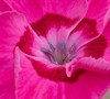 Dianthus American Pie Tm Bumbleberry Pie