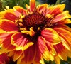 Gaillardia Realflor ® 'Sunset Cutie' - Blanket Flower