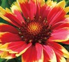 Gaillardia Realflor ® 'Sunset Cutie' - Blanket Flower