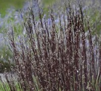 Smoke Signal Little Bluestem Picture