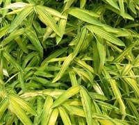 Pleioblastus Viridistriatus Chrysophyllus' Bamboo Picture