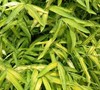 Pleioblastus Viridistriatus Chrysophyllus' Bamboo