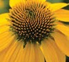 Echinacea Sombrero ® 'Lemon Yellow' Pp#24768 - Coneflower