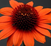 Echinacea Sombrero ® 'Adobe Orange' Pp#26639 - Coneflower Picture