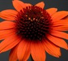 Echinacea Sombrero ® 'Adobe Orange' Pp#26639 - Coneflower