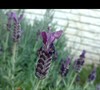 Lavandula Stoechas  Bright Luxurious  Ppaf