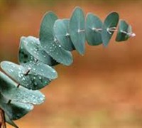 Eucalyptus Perrinianna 'Luna' Picture