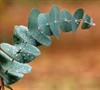 Eucalyptus Perrinianna 'Luna'