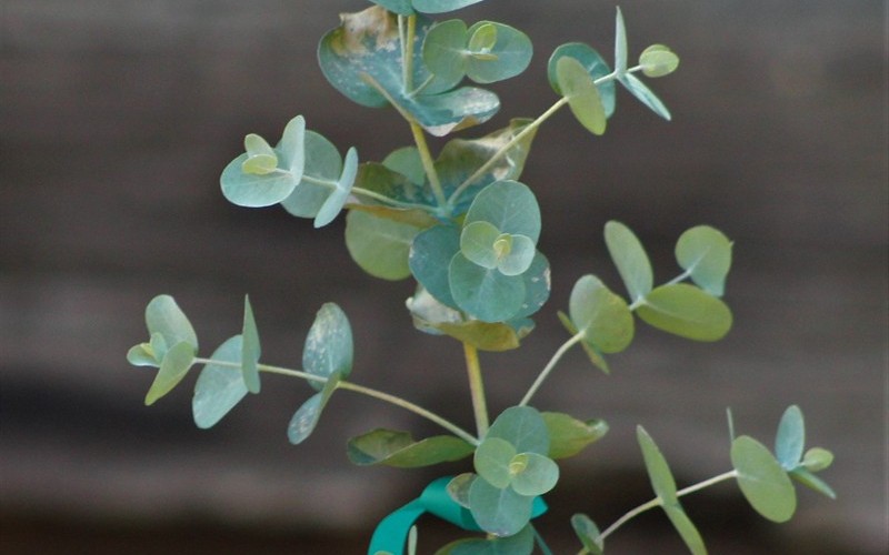 Eucalyptus Pulverulenta Bluey Picture