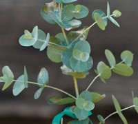 Eucalyptus Pulverulenta 'Bluey' Picture