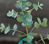 Eucalyptus Pulverulenta 'Bluey'