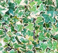 Variegated English Ivy Picture