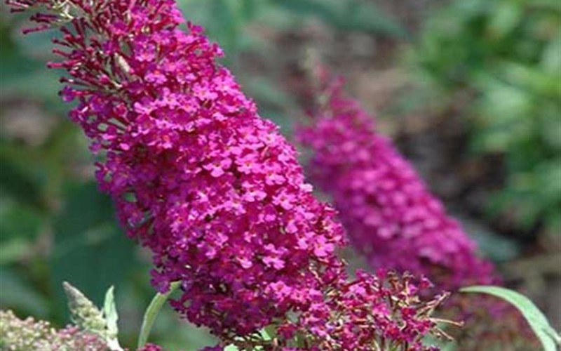 Buddleia Atraction Picture