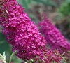Buddleia Atraction