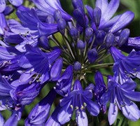 Agapanthus Ever Amethyst Tm Ppaf Picture