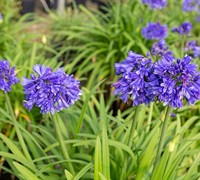 Agapanthus Ever Midnight Picture