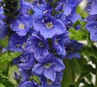 Veronica 'Venice Blue' Pp#27555 - Speedwell Picture