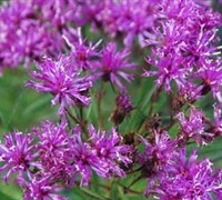 Vernonia 'Southern Cross' Picture
