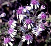 Symphyotrichum Lat. 'Lady In Black' - Calico Aster Picture