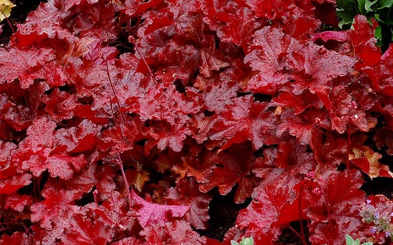 Heuchera Forever Red Ppaf Picture