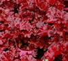 Heuchera Forever Red Ppaf Picture