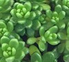 Sedum Album 'Athoum'