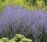 Perovskia 'Rocketman' Pp#27526 - Russian Sage Picture