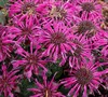 Monarda Didyma Balmy™ 'Purple' Pp#25516 - Bee Balm