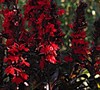 Lobelia Xspeciosa 'Vulcan Red' - Cardinal Flower