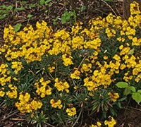 Erysimum Limoncello 'Yellow' Ppaf Picture