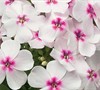 Phlox Paniculata 'Flame White Eye' Pp#22211 - Dwarf Garden Phlox