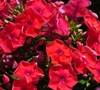 Phlox Paniculata 'Flame Red' Ppaf - Dwarf Garden Phlox