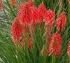 Kniphofia Uvaria Poco Tm 'Red' Pp#27446