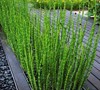 Grass - Equisetum Hymale - Horsetail Grass