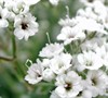 Gypsophila Paniculata 'Snowflake' - Baby's Breath