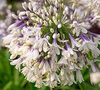Agapanthus Ever Twilight Picture
