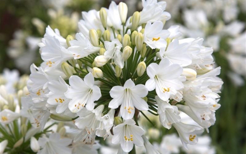 Agapanthus Ever White Picture