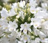 Agapanthus Ever White Picture