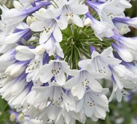 Agapanthus Indigo Frost Picture